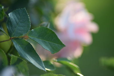 Close-up of green leaves on plant