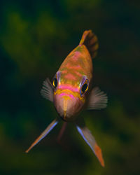 Close-up of fish swimming in sea