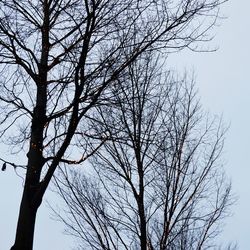 Low angle view of bare tree against sky