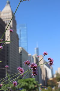 Low angle view of flowering plant against building