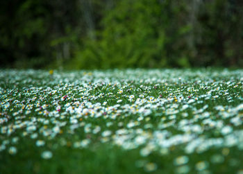 Close-up of plant growing on field