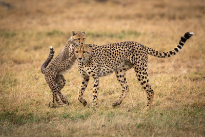 Cub putting paws on back of cheetah