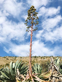 Low angle view of succulent plant on field against sky