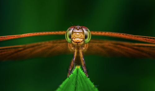 Close-up of dragonfly on leaf