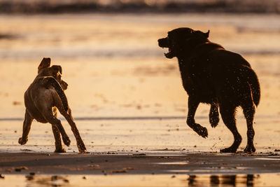 View of dogs on beach