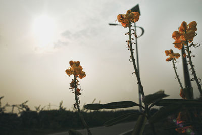 Close-up of wilted plant against sky