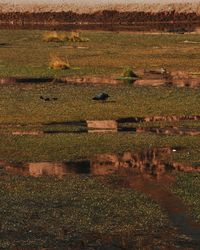 High angle view of water in field