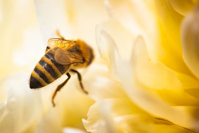 Honey bee on bright white yellow peony flower, close up of bee at work polinating the flower