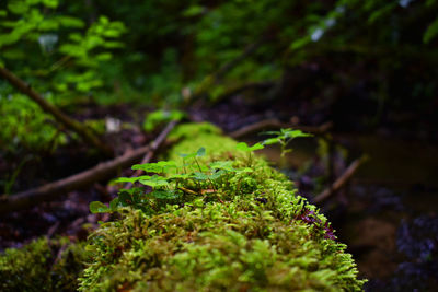 Close-up of moss growing on plant in forest