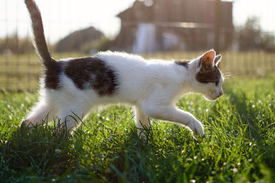 View of cat on field