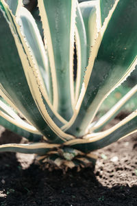 Close-up of plant growing on field