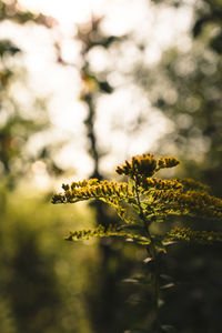 Close-up of yellow flowering plant against blurred background