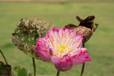 Close-up of pink flower