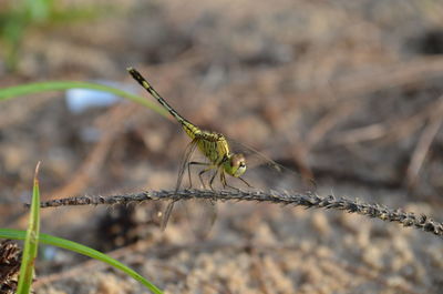 Close-up of insect