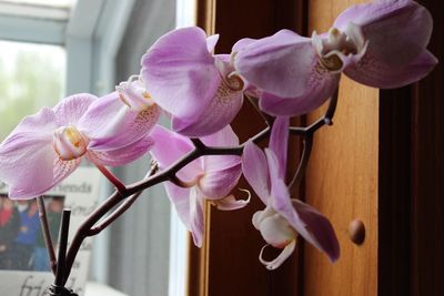 Close-up of pink flowers blooming outdoors