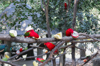 Close-up of bird perching on branch