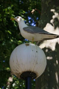 Close-up of bird perching on tree