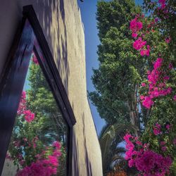 Pink flowers blooming on tree