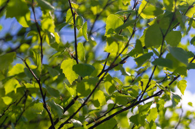 Low angle view of tree leaves