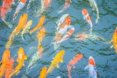 High angle view of koi carps swimming in lake