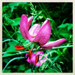 Close-up of pink crocus blooming outdoors