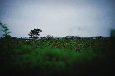 Trees on field against sky