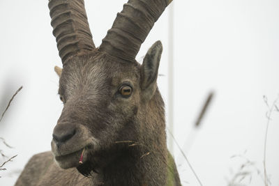 Close-up of horse