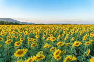 Scenic view of sunflower field against sky