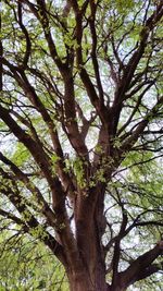 Low angle view of trees