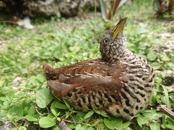 Close-up of a bird