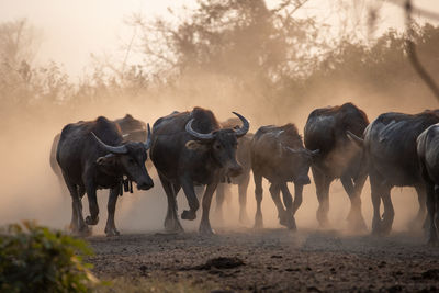 View of horses on field during sunset