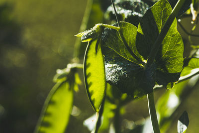 Close-up of a snap pea plant