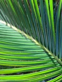 Full frame shot of green leaves