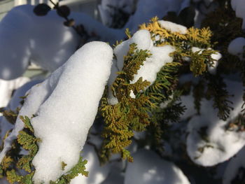 Close-up of snow covered coniferous tree