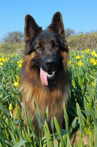 Portrait of german shepherd on field against clear blue sky