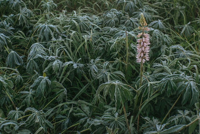 High angle view of plants