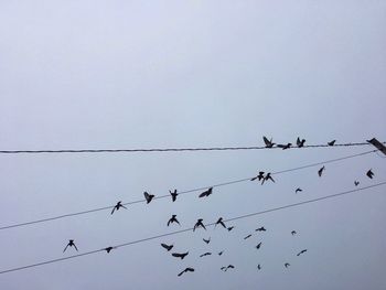 Low angle view of birds flying against clear sky