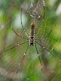 Close-up of spider on web