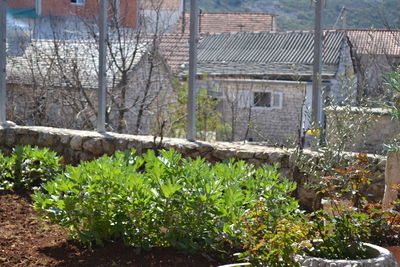 Plants against building