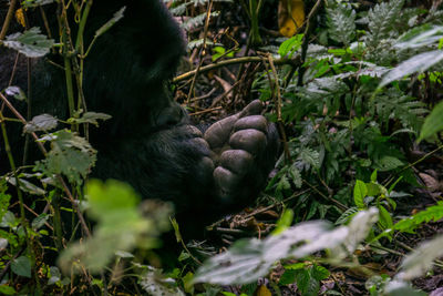 Mountain gorilla