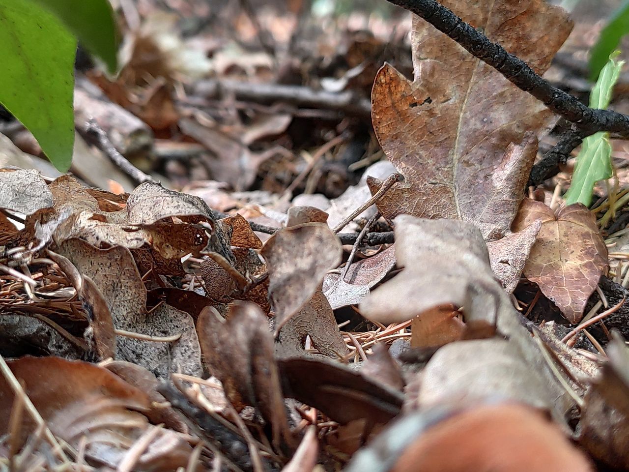 CLOSE-UP OF DRIED AUTUMN LEAVES ON FIELD