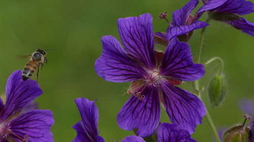 Close-up of honey bee pollinating on purple flower