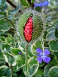 Close-up of flower