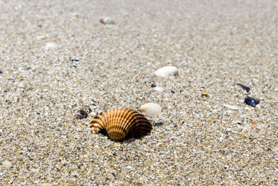 High angle view of seashells on sand at beach