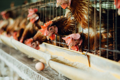 View of birds in cage