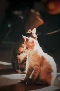 Cat sitting on carpet at home