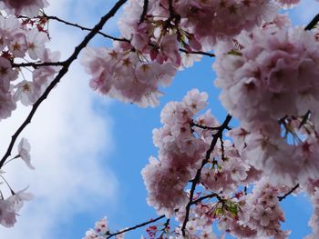 Low angle view of cherry blossoms