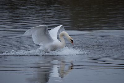 View of swan in lake