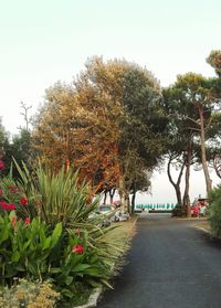 View of empty road along trees