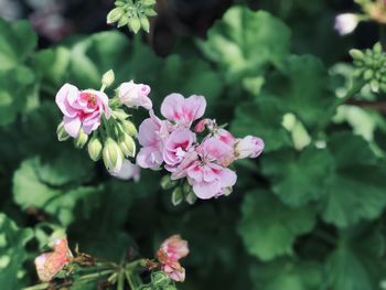 Close-up of pink flowering plant